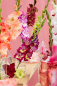 Gladiolus Multicoloros mix, Forever Bulbs Gladiolus Multicoloros mix, Forever Bulbs