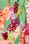 Gladiolus Multicoloros mix, Forever Bulbs Gladiolus Multicoloros mix, Forever Bulbs