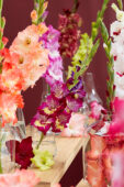 Gladiolus Multicoloros mix, Forever Bulbs Gladiolus Multicoloros mix, Forever Bulbs