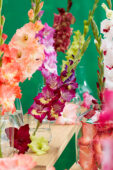Gladiolus Multicoloros mix, Forever Bulbs Gladiolus Multicoloros mix, Forever Bulbs