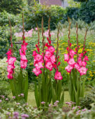 Gladiolus Cantate, Forever Bulbs, For Ever Bulbs