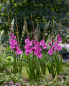 Gladiolus Lavender Frost, Forever Bulbs Gladiolus Lavender Frost, Forever Bulbs