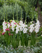 Gladiolus Piet Mohlen, Forever Bulbs, For Ever Bulbs