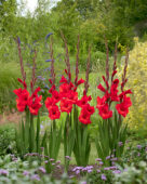 Gladiolus Red Balance, Forever Bulbs Gladiolus Red Balance, Forever Bulbs