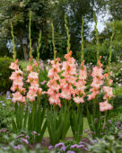 Gladiolus Monte Gordo, Forever Bulbs Gladiolus Monte Gordo, Forever Bulbs