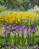 Gladiolus Chemistry, Forever Bulbs Gladiolus Chemistry, Forever Bulbs