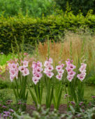 Gladiolus Violet Heart, Forever Bulbs, For Ever Bulbs
