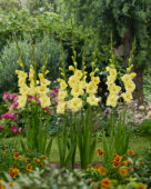 Gladiolus Bananarama, Forever Bulbs Gladiolus Bananarama, Forever Bulbs