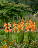 Gladiolus Prinses Margaret Rose, Margareth