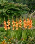 Gladiolus Prinses Margareth Rose, Forever Bulbs, For Ever Bulbs
