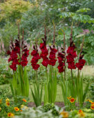 Gladiolus Tavira, Forever Bulbs Gladiolus Tavira, Forever Bulbs
