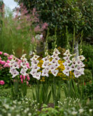 Gladiolus pastel paars