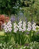 Gladiolus Aviol, Forever Bulbs, For Ever Bulbs