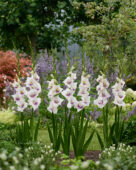 Gladiolus Aviol, Forever Bulbs Gladiolus Aviol, Forever Bulbs