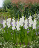 Gladiolus Nova Zembla, Forever Bulbs, For Ever Bulbs