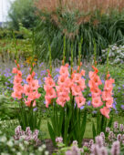 Gladiolus Sugar Babe ,Forever Bulbs Gladiolus Sugar Babe ,Forever Bulbs