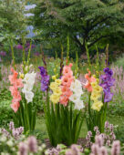 Gladiolus Pickem mix, Forever Bulbs Gladiolus Pickem mix, Forever Bulbs