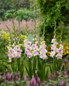 Gladiolus Violet Heart, Forever Bulbs Gladiolus Violet Heart, Forever Bulbs