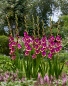 Gladiolus Colour Club, Forever Bulbs Gladiolus Colour Club, Forever Bulbs