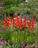 Gladiolus For Evight, Forever Bulbs, For Ever Bulbs