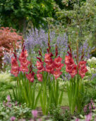 Gladiolus Indian Summer, Forever Bulbs Gladiolus Indian Summer, Forever Bulbs