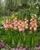 Gladiolus Dolce Vita, Forever Bulbs, For Ever Bulbs