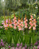 Gladiolus Dolce Vita, Forever Bulbs Gladiolus Dolce Vita, Forever Bulbs