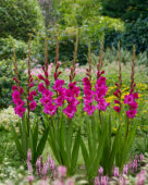 Gladiolus Kenia, Forever Bulbs Gladiolus Kenia, Forever Bulbs
