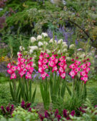 Gladiolus Lizzy, Forever Bulbs, For Ever Bulbs