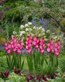 Gladiolus Lizzy, Forever Bulbs Gladiolus Lizzy, Forever Bulbs