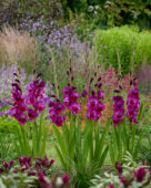 Gladiolus purple