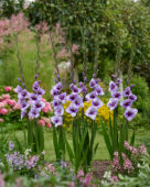 Gladiolus Tina, Forever Bulbs Gladiolus Tina, Forever Bulbs