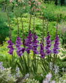 Gladiolus Iguazu, Forever Bulbs Gladiolus Iguazu, Forever Bulbs