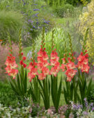Gladiolus Mango Muse, Forever Bulbs Gladiolus Mango Muse, Forever Bulbs