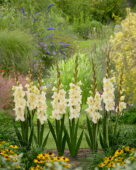 Gladiolus Dreamy Creamy, Forever Bulbs Gladiolus Dreamy Creamy, Forever Bulbs