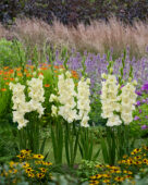 Gladiolus Sweet Chrystal, Forever Bulbs, For Ever Bulbs