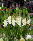 Gladiolus Elegant Deco, Forever Bulbs, For Ever Bulbs