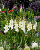 Gladiolus white