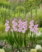 Gladiolus lilac