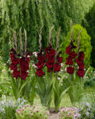 Gladiolus Black Sea, Forever Bulbs, For Ever Bulbs