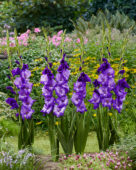 Gladiolus Mojito, Forever Bulbs Gladiolus Mojito, Forever Bulbs