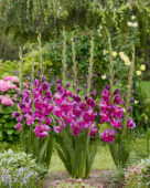 Gladiolus Purple Art, Forever Bulbs, For Ever Bulbs