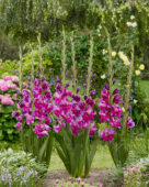 Gladiolus Purple Art, Forever Bulbs Gladiolus Purple Art, Forever Bulbs