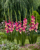 Gladiolus Extravert, Forever Bulbs, For Ever Bulbs