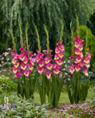 Gladiolus Extravert, Forever Bulbs Gladiolus Extravert, Forever Bulbs