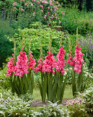 Gladiolus Flaming Sunset, Forever Bulbs, For Ever Bulbs