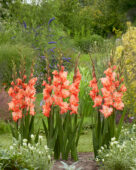 Gladiolus Coral Crush, Forever Bulbs Gladiolus Coral Crush, Forever Bulbs