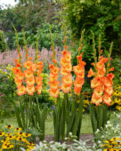 Gladiolus Sunshine, Forever Bulbs, For Ever Bulbs