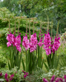 Gladiolus Evi, Forever Bulbs Gladiolus Evi, Forever Bulbs