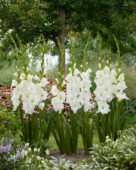 Gladiolus Essential, Forever Bulbs Gladiolus Essential, Forever Bulbs